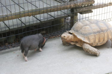 豚と亀