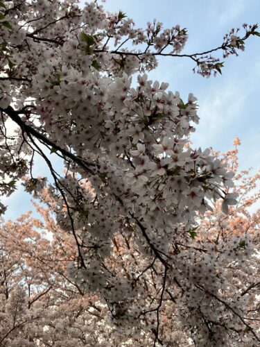 学校前でのチラシ配りの楽しさ